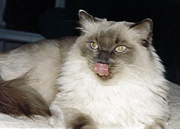 Simon