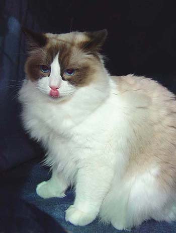 Nicholas