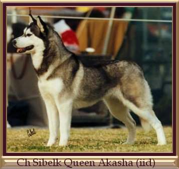Ch Sibelk Queen Akasha (iid)