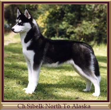 Ch Sibelk North To Alaska