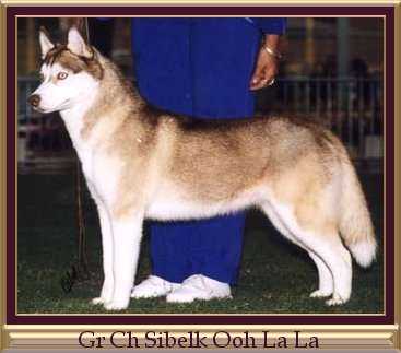 Gr Ch Sibelk Ooh La La