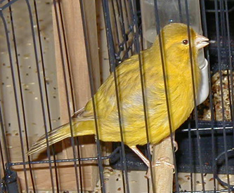 [ Cinnamon Fife Canary	 ]