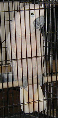 [ cockatoo ]