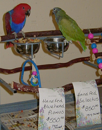 [ Hand Fed Parrots For Sale (red bird is female Eclectus) ]
