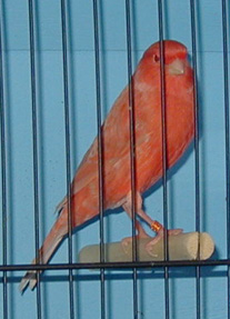 [ Red Factor Canary ]