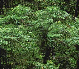 forest