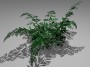 Fern
