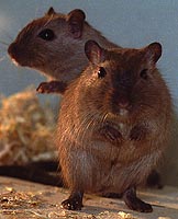 Burmese