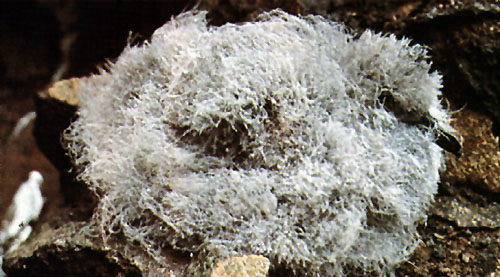 cria de Fardela