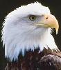 Eagle Head