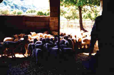 Aprisco de ganado en finca de "La Vera"
