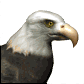 aguila.gif 14KB