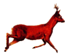 Corzo, gif