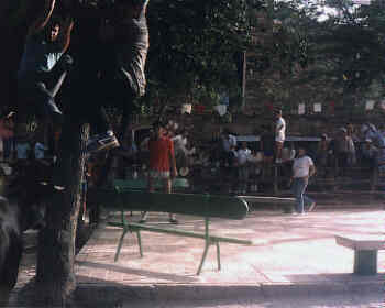 Haciendo frente a la vaquilla en la plaza de Solana del Pino