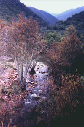 Aliseda del río Robledillo en Solana del Pino
