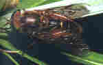Tabanus bovinus .jpg