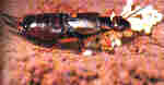 Forficula auricularia. jpg
