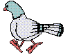 Paloma. gif  11K