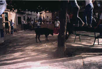 Toreando la vaquilla