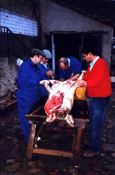 Despiece del guarro