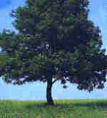 Fraxinus oxycarpa L.