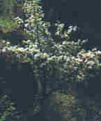 Pyrus puraster burgsd