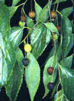 Celtis australis L.