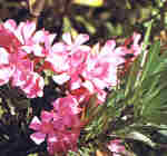 Nerium oleander L.
