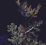 Pistacia terebinthus L.