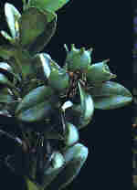 Buxus sempervirens L.