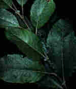 Salix caprea L.