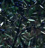 Olea europea L.