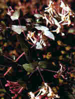 Lonicera etrusca G. Santi