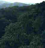 Quercus faginea