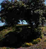 Quercus ilex L.