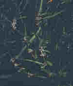 Phillyrea angustifolia L.