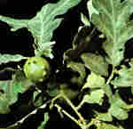 Quercus pyrenaica Willd.
