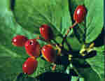 Sorbus aria L. Cratnz