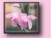 Orchids