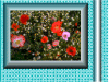 poppies