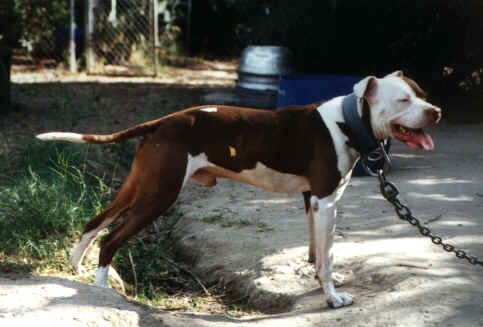 Sparky