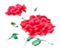 Flower Image