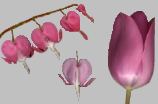 Red Bleeding Heart Spray and Pink Alpine Tulip