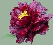 Black Panther Peony