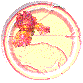 circle