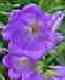 Canterbury Bells