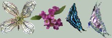 BladePro Clematis, allyssium, butterflies.