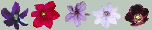Clematis and Purple Himalyan Poppy
