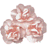 Triple Daffodil, Peach