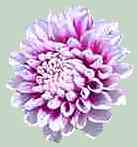 Dahlia